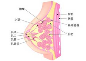 乳房的形態