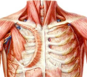 神經支配與隆乳切口選擇