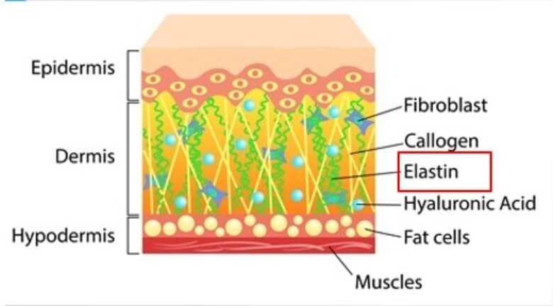 表淺層緊縮 - 威塑：主要緊縮表皮層彈性蛋白
