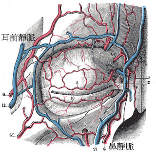 為什麼會有黑眼圈？從解剖學看成因