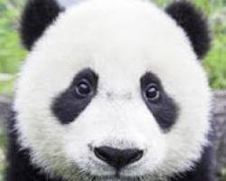 熊貓眼散退-談消除黑眼圈