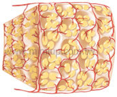 自體脂肪隆乳-–-談自體脂肪的純化和存活率.